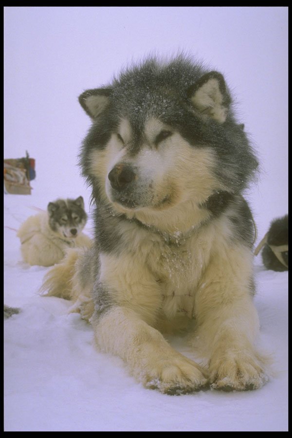 310033 Resting Dog A4 Photo Print