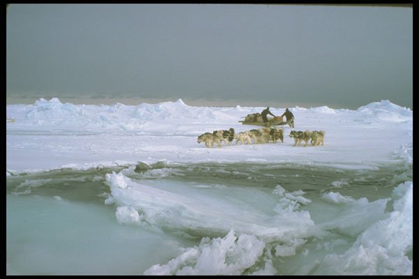 310036 Dog Travel On Ice, Ellesmere Island, Northwest Territories A4 Photo Print