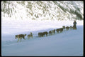 310040 Dog Racing, Yukon A4 Photo Print