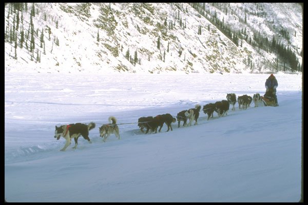 310040 Dog Racing, Yukon A4 Photo Print