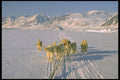 310043 Greenlandic Sled Dogs A4 Photo Print