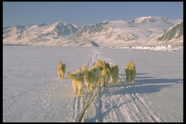 310043 Greenlandic Sled Dogs A4 Photo Print