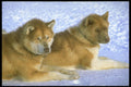 310045 Canadian Eskimo Sled Dogs A4 Photo Print