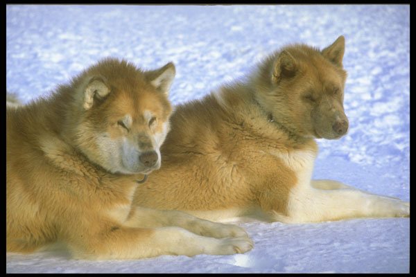 310045 Canadian Eskimo Sled Dogs A4 Photo Print