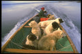 310047 Transporting Dogs A4 Photo Print