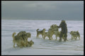 310049 Untangling Dogs A4 Photo Print