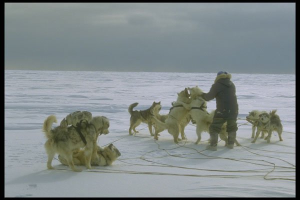 310049 Untangling Dogs A4 Photo Print