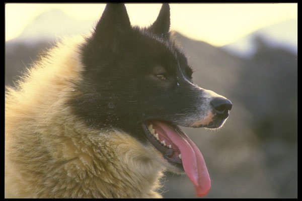 310051 Canadian Sled Dog (close up) A4 Photo Print