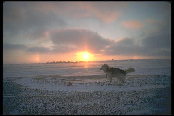 310052 Sunset And Dog A4 Photo Print