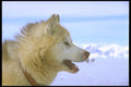 310055 Canadian Eskimo Sled Dog A4 Photo Print