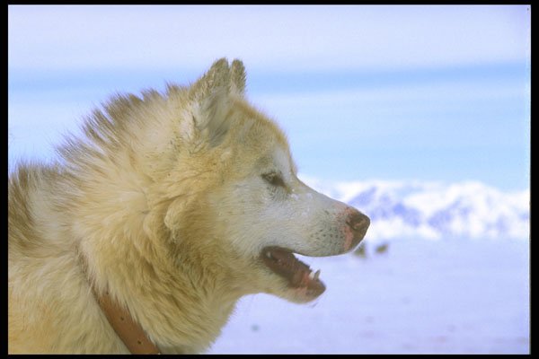310055 Canadian Eskimo Sled Dog A4 Photo Print