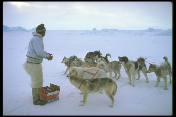 310056 Polar Eskimo Feeds Dogs A4 Photo Print
