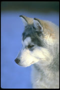 310058 Siberian Husky Pup A4 Photo Print