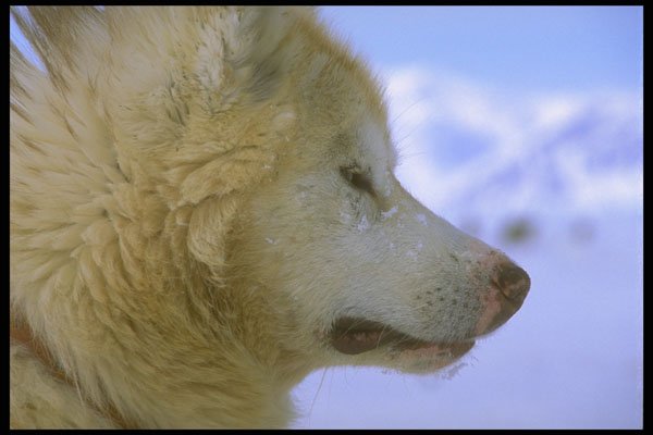 310061 Canadian Eskimo Sled Dog A4 Photo Print