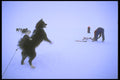 310062 Excited Sled Dog A4 Photo Print