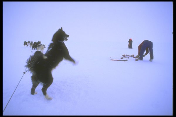 310062 Excited Sled Dog A4 Photo Print