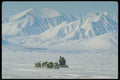 310063 Sled Dog Travel, Baffin Island A4 Photo Print