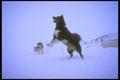 310064 Excited Sled Dog A4 Photo Print