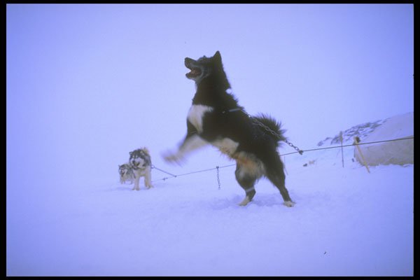 310064 Excited Sled Dog A4 Photo Print