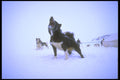 310065 Excited Sled Dog A4 Photo Print
