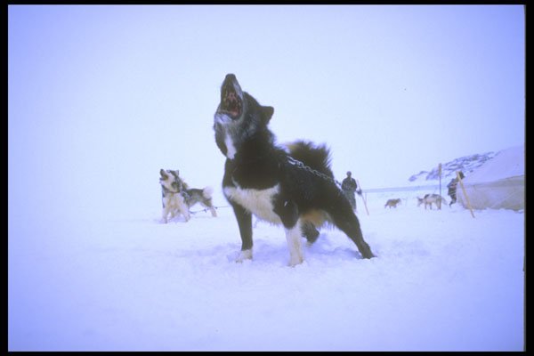 310065 Excited Sled Dog A4 Photo Print