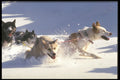310066 Through Deep Snow A4 Photo Print