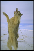 310068 Hungry Sled Dog A4 Photo Print