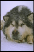 310069 Sleepy Sled Dog A4 Photo Print