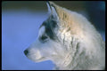 310071 Siberian Husky Pup A4 Photo Print