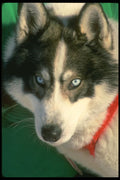 310072 Siberian Husky A4 Photo Print