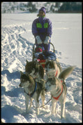 310073 Siberian Huskies, Quebec A4 Photo Print