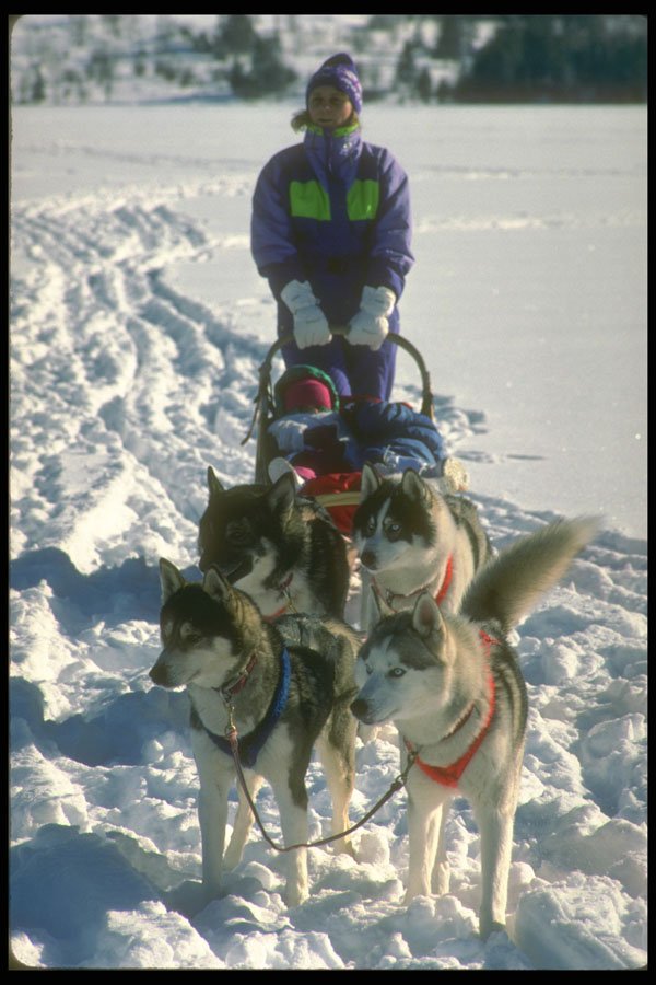 310073 Siberian Huskies, Quebec A4 Photo Print