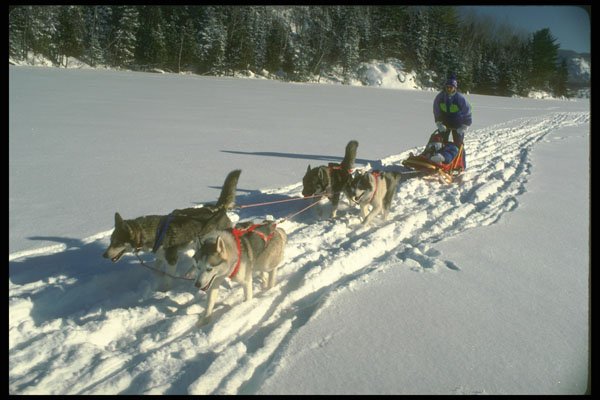 310074 Siberian Huskies A4 Photo Print