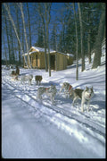 310075 Dog Trail, Quebec A4 Photo Print