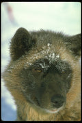310077 Eskimo Sled Dog A4 Photo Print