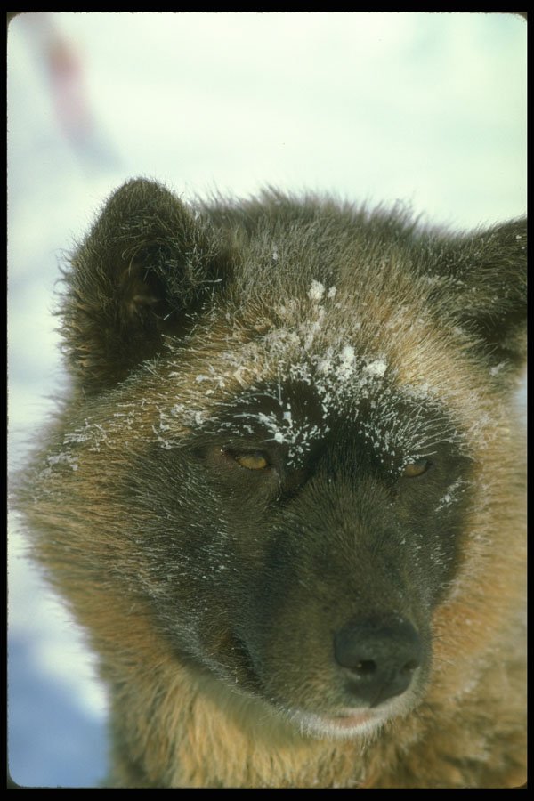 310077 Eskimo Sled Dog A4 Photo Print