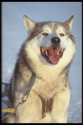 310086 Lead Dog A4 Photo Print