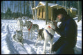 310088 Dog Driver And Lead Dog A4 Photo Print