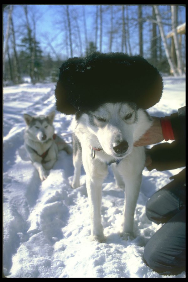 310093 Lead Dog With Hat A4 Photo Print