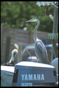 311000 Great Blue Heron On Dock A4 Photo Print