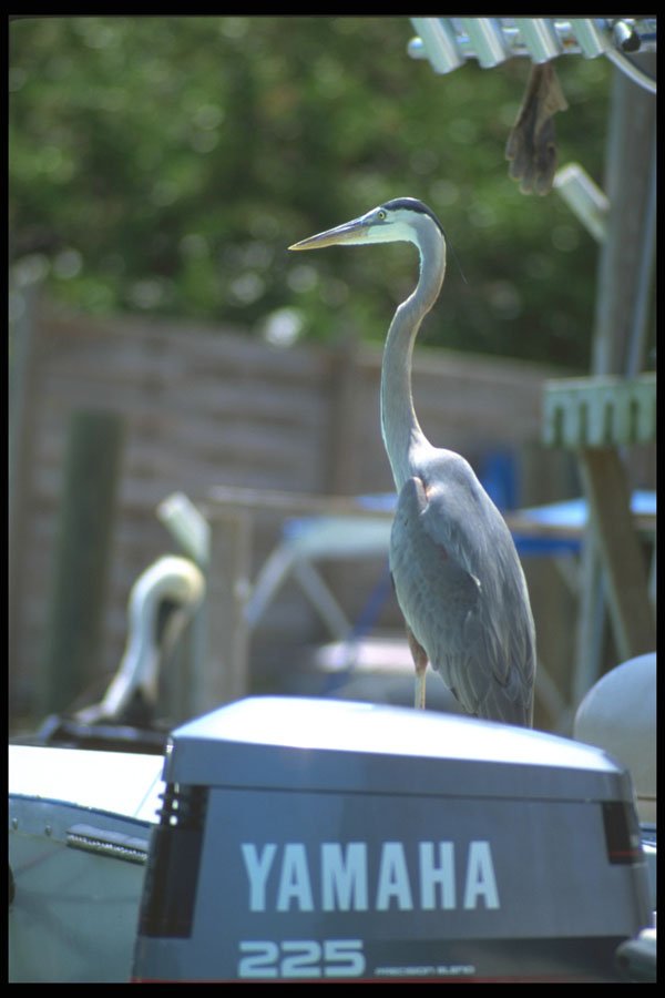 311000 Great Blue Heron On Dock A4 Photo Print
