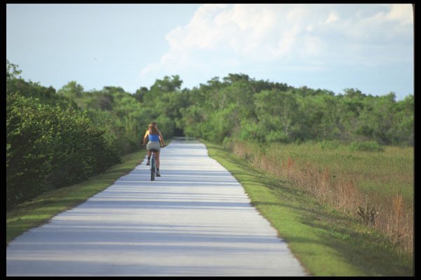 311001 Bike Path, Everglades National Park A4 Photo Print