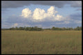311002 Wetlands, Everglades National Park A4 Photo Print