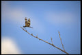 311003 Dragonfly, Everglades National Park A4 Photo Print