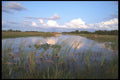 311004 Wetlands, Everglades National Park A4 Photo Print