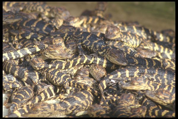 311005 Baby Alligators A4 Photo Print