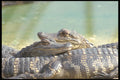 311006 Baby Alligators A4 Photo Print