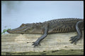 311007 Alligator Sunning A4 Photo Print
