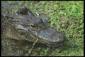 311008 Alligator (close up) A4 Photo Print