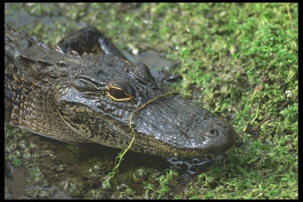 311008 Alligator (close up) A4 Photo Print